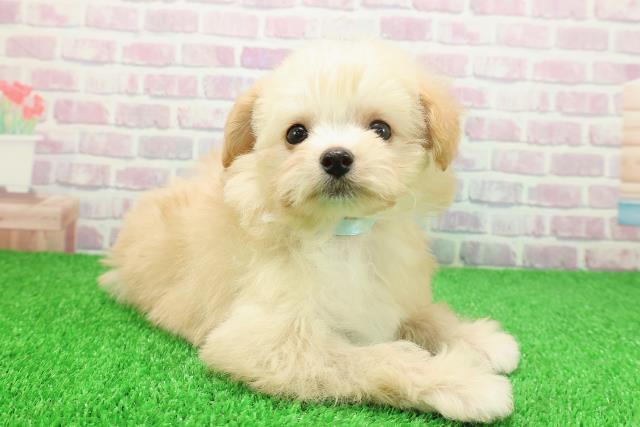 埼玉県のポメプー(ポメラニアン×プードル) (Coo&RIKU川越店/2025年11月24日生まれ/男の子/クリームホワイト)の子犬の3枚目の画像