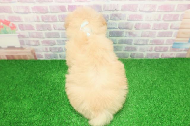 埼玉県のポメプー(ポメラニアン×プードル) (Coo&RIKU川越店/2025年11月24日生まれ/男の子/クリームホワイト)の子犬の4枚目の画像