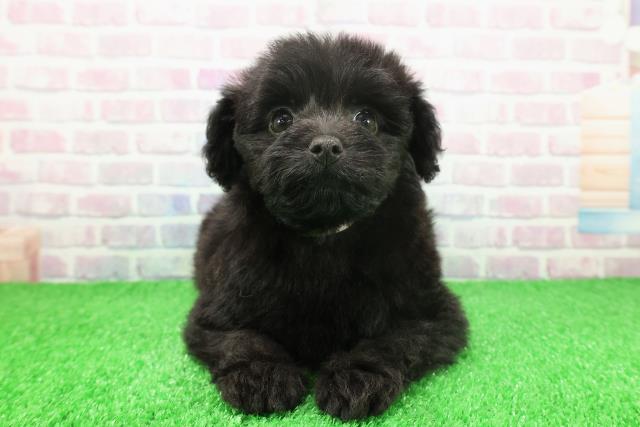 東京都のポメプー(ポメラニアン×プードル) (Coo&RIKU八王子西店/2025年11月24日生まれ/女の子/ブラック)の子犬の1枚目の画像