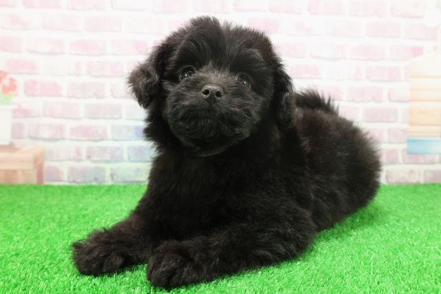 東京都のポメプー(ポメラニアン×プードル) (Coo&RIKU八王子西店/2025年11月24日生まれ/女の子/ブラック)の子犬の2枚目の画像