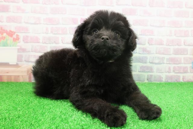 東京都のポメプー(ポメラニアン×プードル) (Coo&RIKU八王子西店/2025年11月24日生まれ/女の子/ブラック)の子犬の3枚目の画像