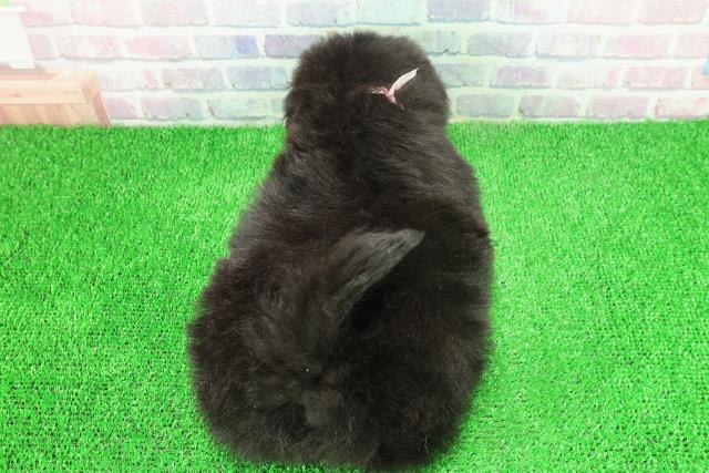 東京都のポメプー(ポメラニアン×プードル) (Coo&RIKU八王子西店/2025年11月24日生まれ/女の子/ブラック)の子犬の4枚目の画像