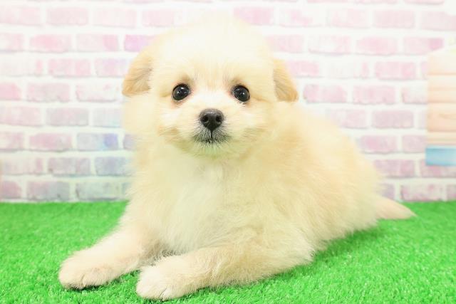 神奈川県のポメプー(ポメラニアン×プードル) (Coo&RIKU小田原店/2025年11月24日生まれ/女の子/クリーム)の子犬の2枚目の画像