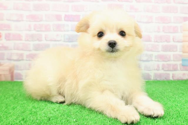 神奈川県のポメプー(ポメラニアン×プードル) (Coo&RIKU小田原店/2025年11月24日生まれ/女の子/クリーム)の子犬の3枚目の画像