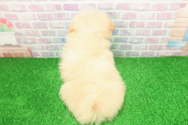 神奈川県のポメプー(ポメラニアン×プードル) (Coo&RIKU小田原店/2025年11月24日生まれ/女の子/クリーム)の子犬の4枚目の画像