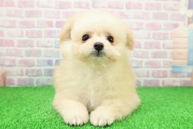 神奈川県のポメプー(ポメラニアン×プードル) (Coo&RIKU秦野店/2025年11月24日生まれ/女の子/クリーム)の子犬の1枚目の画像