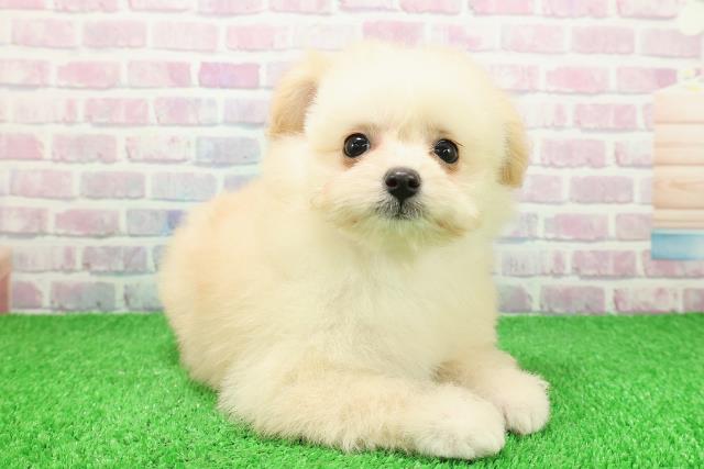 神奈川県のポメプー(ポメラニアン×プードル) (Coo&RIKU秦野店/2025年11月24日生まれ/女の子/クリーム)の子犬の3枚目の画像