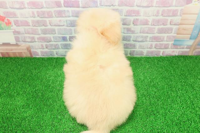 神奈川県のポメプー(ポメラニアン×プードル) (Coo&RIKU秦野店/2025年11月24日生まれ/女の子/クリーム)の子犬の4枚目の画像