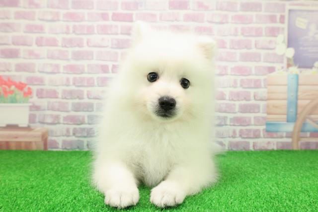 神奈川県の日本スピッツ (Coo&RIKU平塚店/2025年11月25日生まれ/男の子/ホワイト)の子犬の1枚目の画像