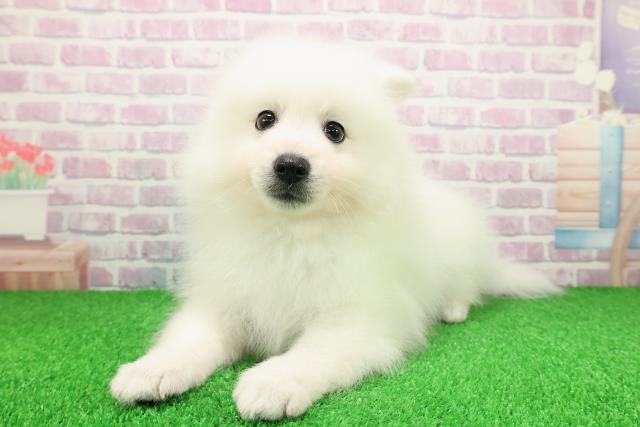 神奈川県の日本スピッツ (Coo&RIKU平塚店/2025年11月25日生まれ/男の子/ホワイト)の子犬の2枚目の画像