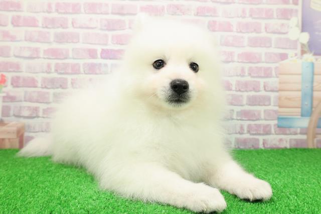 神奈川県の日本スピッツ (Coo&RIKU平塚店/2025年11月25日生まれ/男の子/ホワイト)の子犬の3枚目の画像