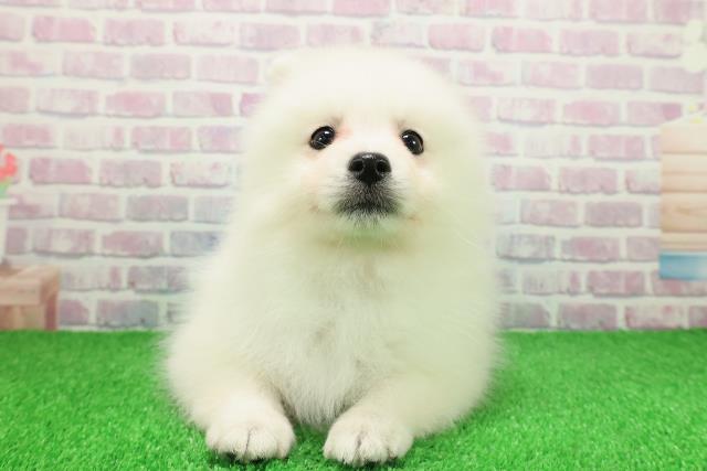 神奈川県の日本スピッツ (Coo&RIKU横須賀店/2025年11月25日生まれ/女の子/ホワイト)の子犬の1枚目の画像