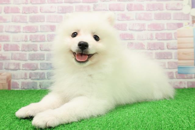 神奈川県の日本スピッツ (Coo&RIKU横須賀店/2025年11月25日生まれ/女の子/ホワイト)の子犬の2枚目の画像