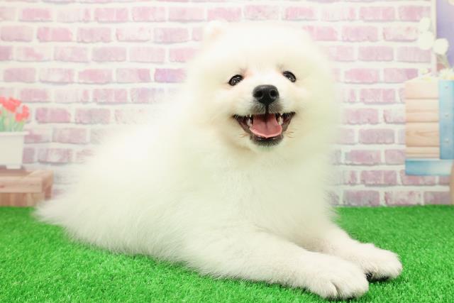 神奈川県の日本スピッツ (Coo&RIKU横須賀店/2025年11月25日生まれ/女の子/ホワイト)の子犬の3枚目の画像