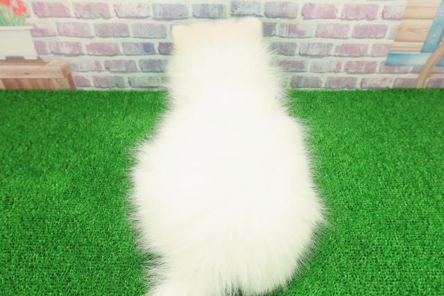 神奈川県の日本スピッツ (Coo&RIKU横須賀店/2025年11月25日生まれ/女の子/ホワイト)の子犬の4枚目の画像