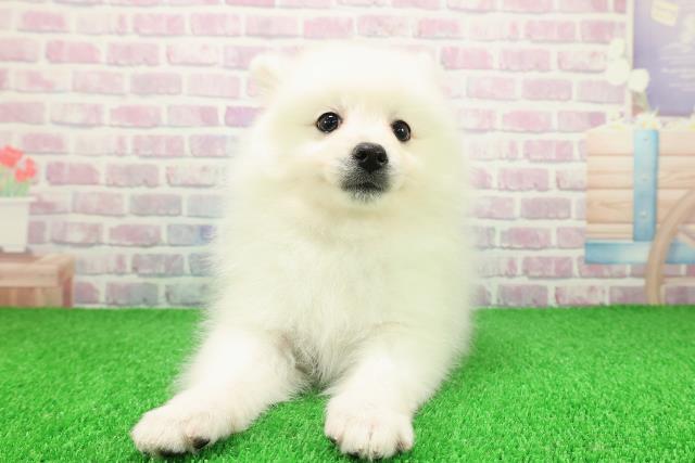 埼玉県の日本スピッツ (Coo&RIKU川越店/2025年11月25日生まれ/女の子/ホワイト)の子犬の1枚目の画像