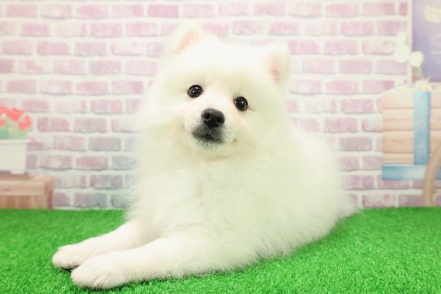 埼玉県の日本スピッツ (Coo&RIKU川越店/2025年11月25日生まれ/女の子/ホワイト)の子犬の2枚目の画像