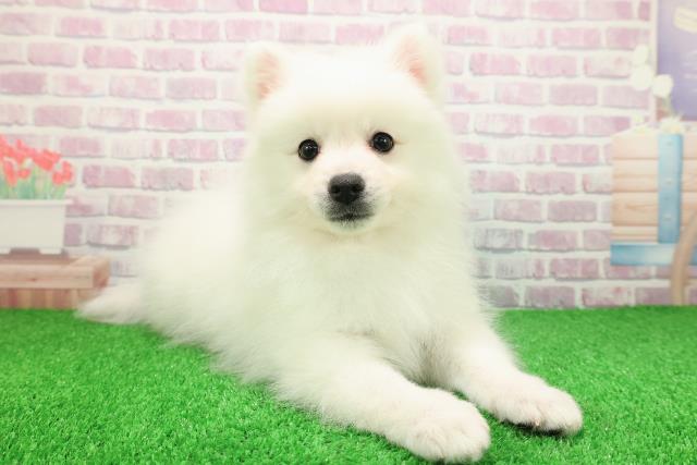 埼玉県の日本スピッツ (Coo&RIKU川越店/2025年11月25日生まれ/女の子/ホワイト)の子犬の3枚目の画像