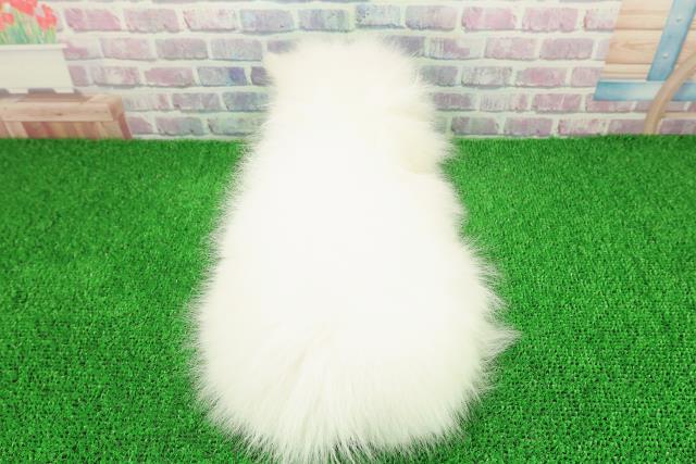 埼玉県の日本スピッツ (Coo&RIKU川越店/2025年11月25日生まれ/女の子/ホワイト)の子犬の4枚目の画像