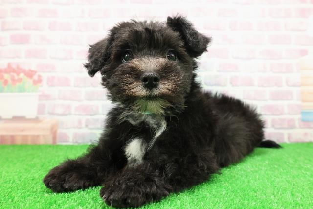 神奈川県のシュナマル/マルシュナ(シュナウザー×マルチーズ) (Coo&RIKU藤沢店/2025年11月26日生まれ/男の子/ブラックホワイト)の子犬の2枚目の画像