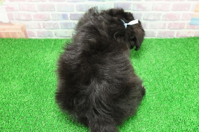 神奈川県のシュナマル/マルシュナ(シュナウザー×マルチーズ) (Coo&RIKU藤沢店/2025年11月26日生まれ/男の子/ブラックホワイト)の子犬の4枚目の画像