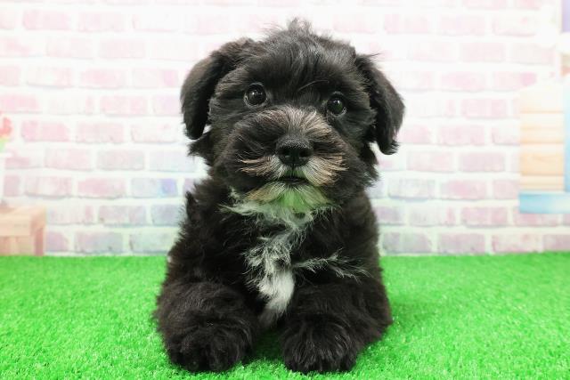 茨城県のシュナマル/マルシュナ(シュナウザー×マルチーズ) (Coo&RIKU石岡店/2025年11月26日生まれ/男の子/ブラックホワイト)の子犬の1枚目の画像