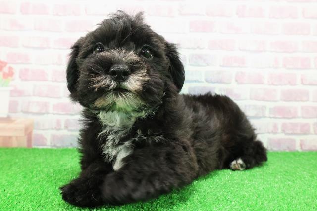 茨城県のシュナマル/マルシュナ(シュナウザー×マルチーズ) (Coo&RIKU石岡店/2025年11月26日生まれ/男の子/ブラックホワイト)の子犬の2枚目の画像