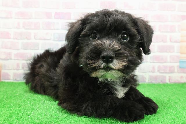 茨城県のシュナマル/マルシュナ(シュナウザー×マルチーズ) (Coo&RIKU石岡店/2025年11月26日生まれ/男の子/ブラックホワイト)の子犬の3枚目の画像