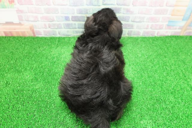 茨城県のシュナマル/マルシュナ(シュナウザー×マルチーズ) (Coo&RIKU石岡店/2025年11月26日生まれ/男の子/ブラックホワイト)の子犬の4枚目の画像