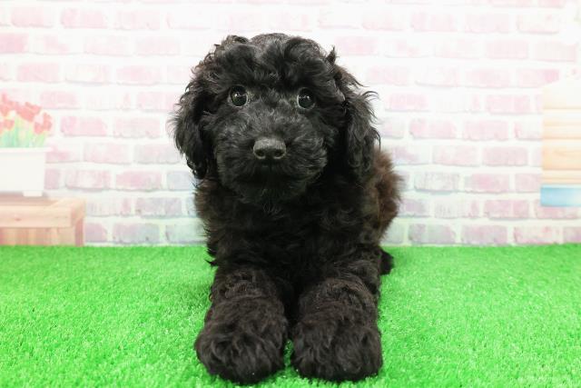 栃木県のミディアムプードル (Coo&RIKU宇都宮店/2025年11月15日生まれ/男の子/ブラック)の子犬の1枚目の画像