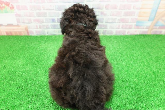 栃木県のミディアムプードル (Coo&RIKU宇都宮店/2025年11月15日生まれ/男の子/ブラック)の子犬の4枚目の画像