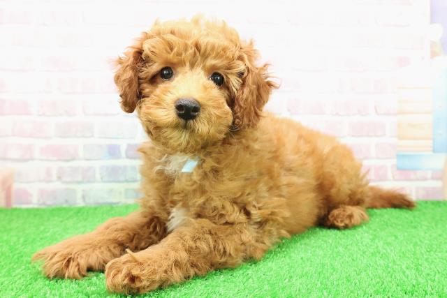 東京都のミディアムプードル (Coo&RIKU八王子西店/2025年11月15日生まれ/男の子/アプリコット)の子犬の2枚目の画像