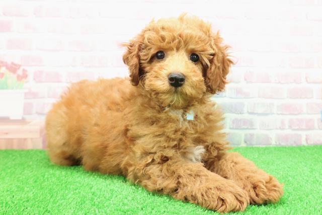 東京都のミディアムプードル (Coo&RIKU八王子西店/2025年11月15日生まれ/男の子/アプリコット)の子犬の3枚目の画像