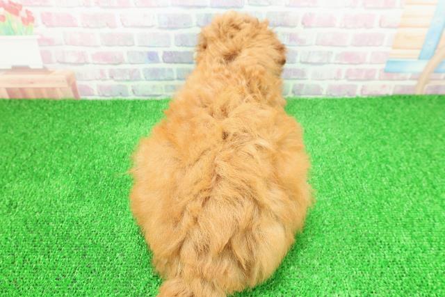 東京都のミディアムプードル (Coo&RIKU八王子西店/2025年11月15日生まれ/男の子/アプリコット)の子犬の4枚目の画像