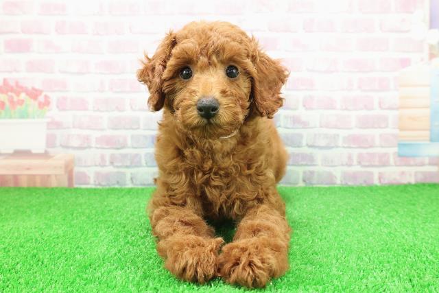 茨城県のミディアムプードル (Coo&RIKU筑西店/2025年11月15日生まれ/女の子/レッド)の子犬の1枚目の画像