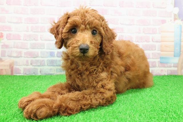 茨城県のミディアムプードル (Coo&RIKU筑西店/2025年11月15日生まれ/女の子/レッド)の子犬の2枚目の画像