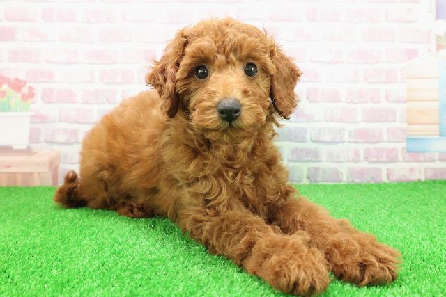 茨城県のミディアムプードル (Coo&RIKU筑西店/2025年11月15日生まれ/女の子/レッド)の子犬の3枚目の画像