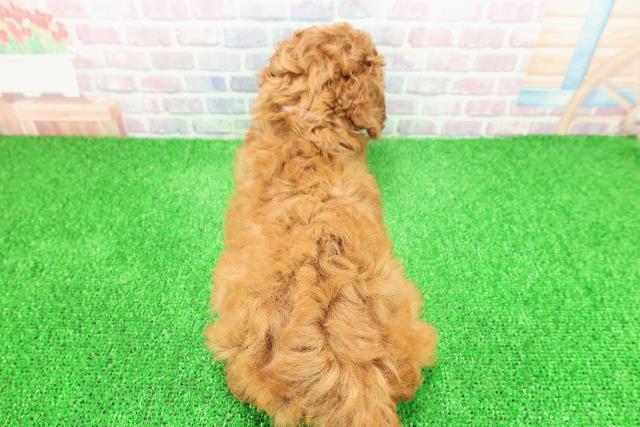 茨城県のミディアムプードル (Coo&RIKU筑西店/2025年11月15日生まれ/女の子/レッド)の子犬の4枚目の画像