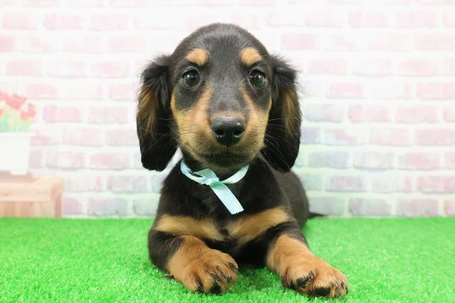 東京都のミニチュアダックスフンド(ロング) (Coo&RIKU八王子西店/2025年11月22日生まれ/男の子/ブラックタン)の子犬の1枚目の画像