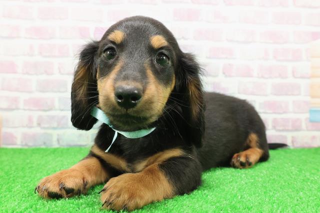 東京都のミニチュアダックスフンド(ロング) (Coo&RIKU八王子西店/2025年11月22日生まれ/男の子/ブラックタン)の子犬の2枚目の画像