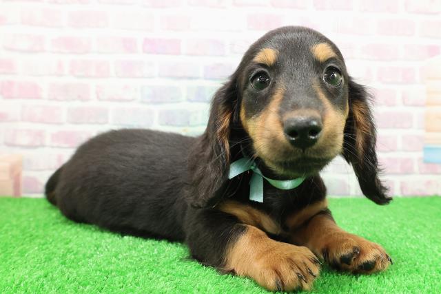 東京都のミニチュアダックスフンド(ロング) (Coo&RIKU八王子西店/2025年11月22日生まれ/男の子/ブラックタン)の子犬の3枚目の画像