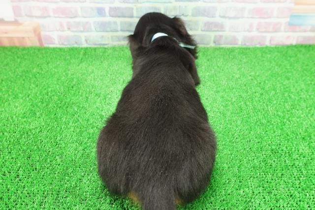 東京都のミニチュアダックスフンド(ロング) (Coo&RIKU八王子西店/2025年11月22日生まれ/男の子/ブラックタン)の子犬の4枚目の画像