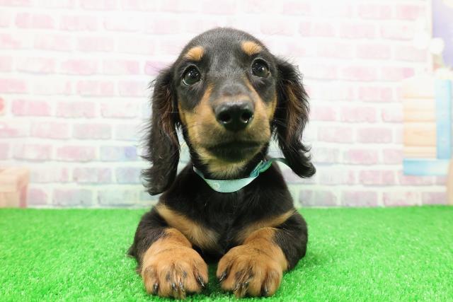 茨城県のミニチュアダックスフンド(ロング) (Coo&RIKU筑西店/2025年11月22日生まれ/男の子/ブラックタン)の子犬の1枚目の画像