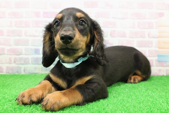 茨城県のミニチュアダックスフンド(ロング) (Coo&RIKU筑西店/2025年11月22日生まれ/男の子/ブラックタン)の子犬の2枚目の画像