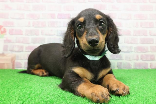 茨城県のミニチュアダックスフンド(ロング) (Coo&RIKU筑西店/2025年11月22日生まれ/男の子/ブラックタン)の子犬の3枚目の画像