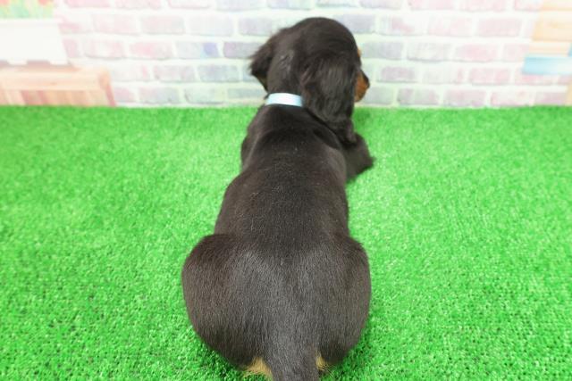 茨城県のミニチュアダックスフンド(ロング) (Coo&RIKU筑西店/2025年11月22日生まれ/男の子/ブラックタン)の子犬の4枚目の画像