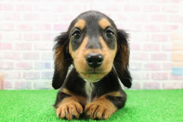 ミニチュア・ダックスフンド