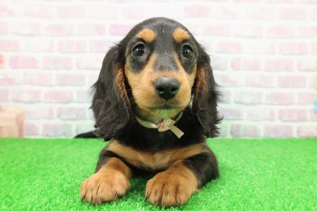 神奈川県のミニチュアダックスフンド(ロング) (Coo&RIKU藤沢店/2025年11月22日生まれ/女の子/ブラックタン)の子犬の1枚目の画像