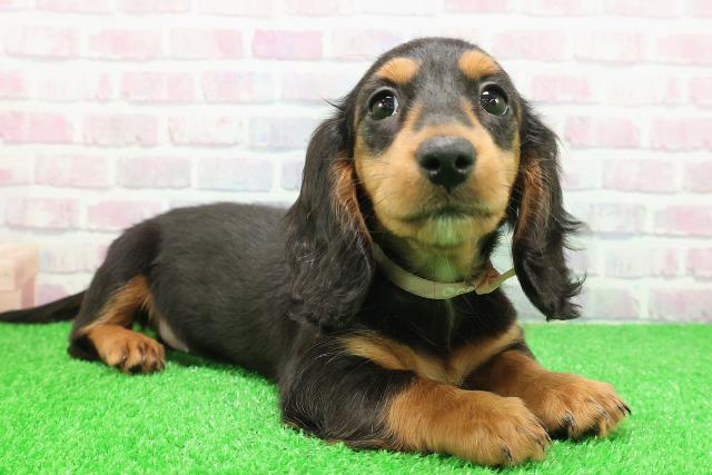 神奈川県のミニチュアダックスフンド(ロング) (Coo&RIKU藤沢店/2025年11月22日生まれ/女の子/ブラックタン)の子犬の3枚目の画像