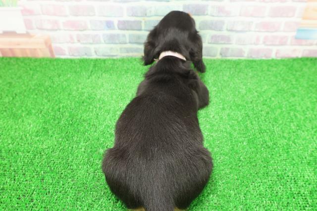 神奈川県のミニチュアダックスフンド(ロング) (Coo&RIKU藤沢店/2025年11月22日生まれ/女の子/ブラックタン)の子犬の4枚目の画像